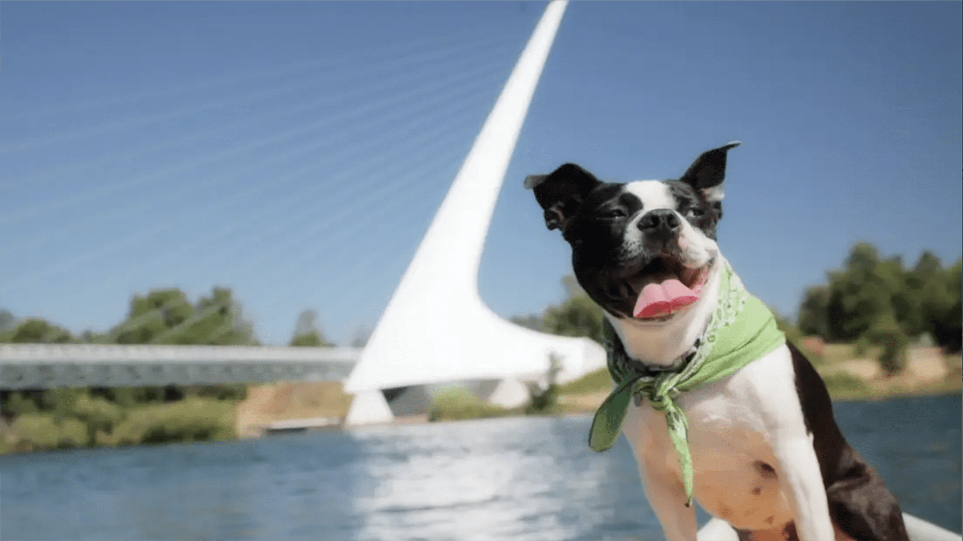 Dog near redding bridge