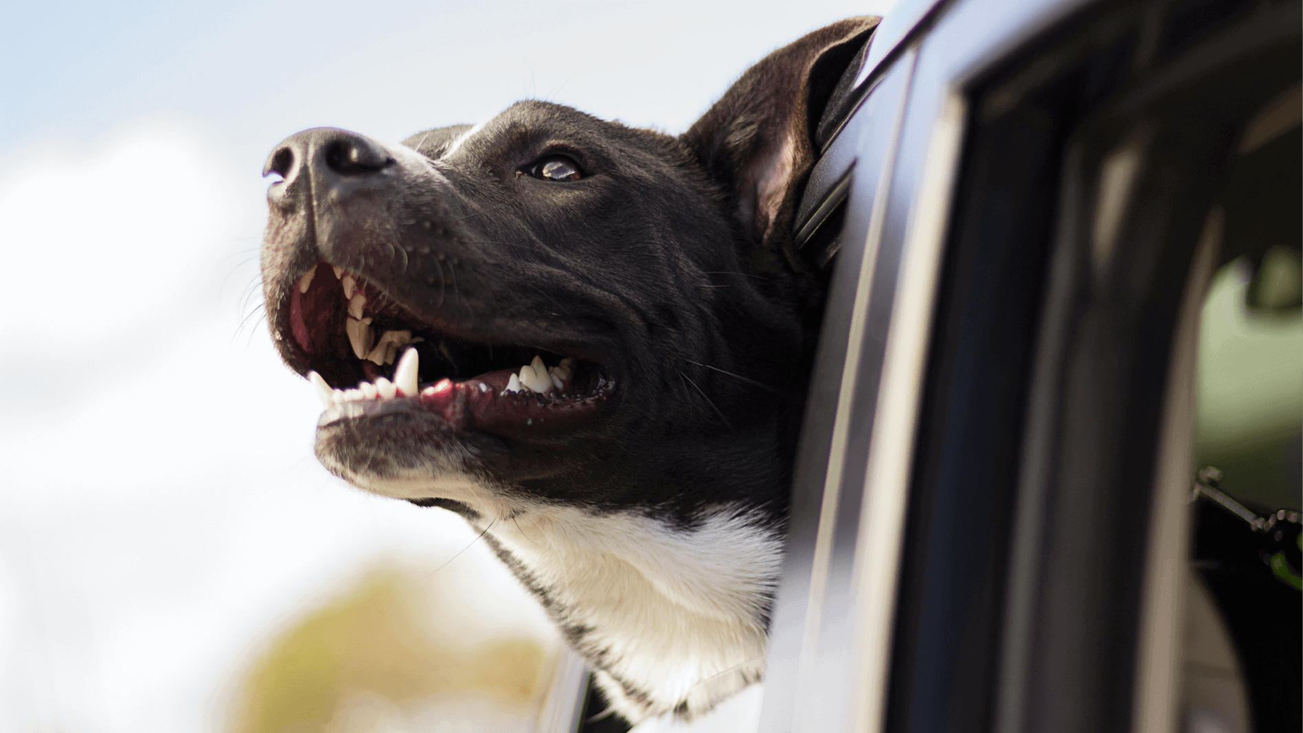 dog with head out window of car