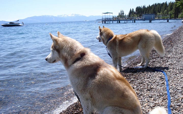 a couple of dogs standing on top of a beach.