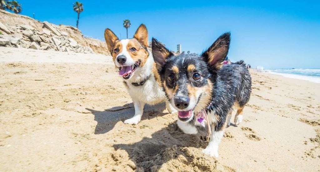 Huntington Beach dogs