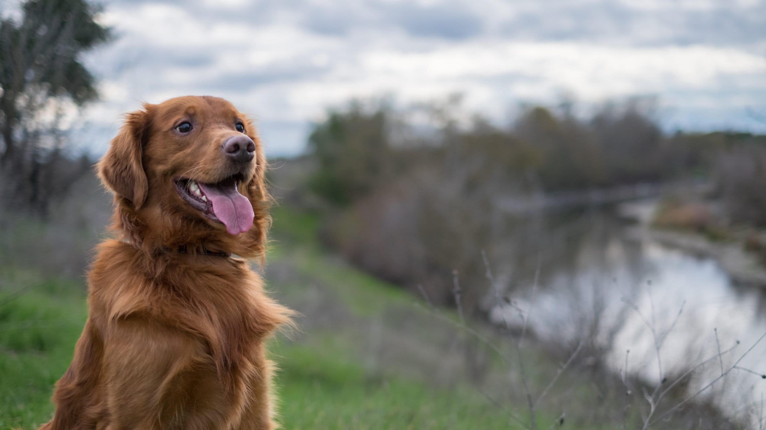 Bright Red Golden Retriever Dog by the River