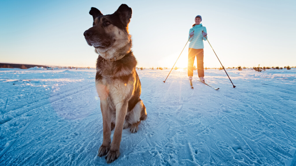 German shepherd sitting in show with skier in background