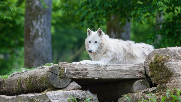 Mariposa county big white dog on log