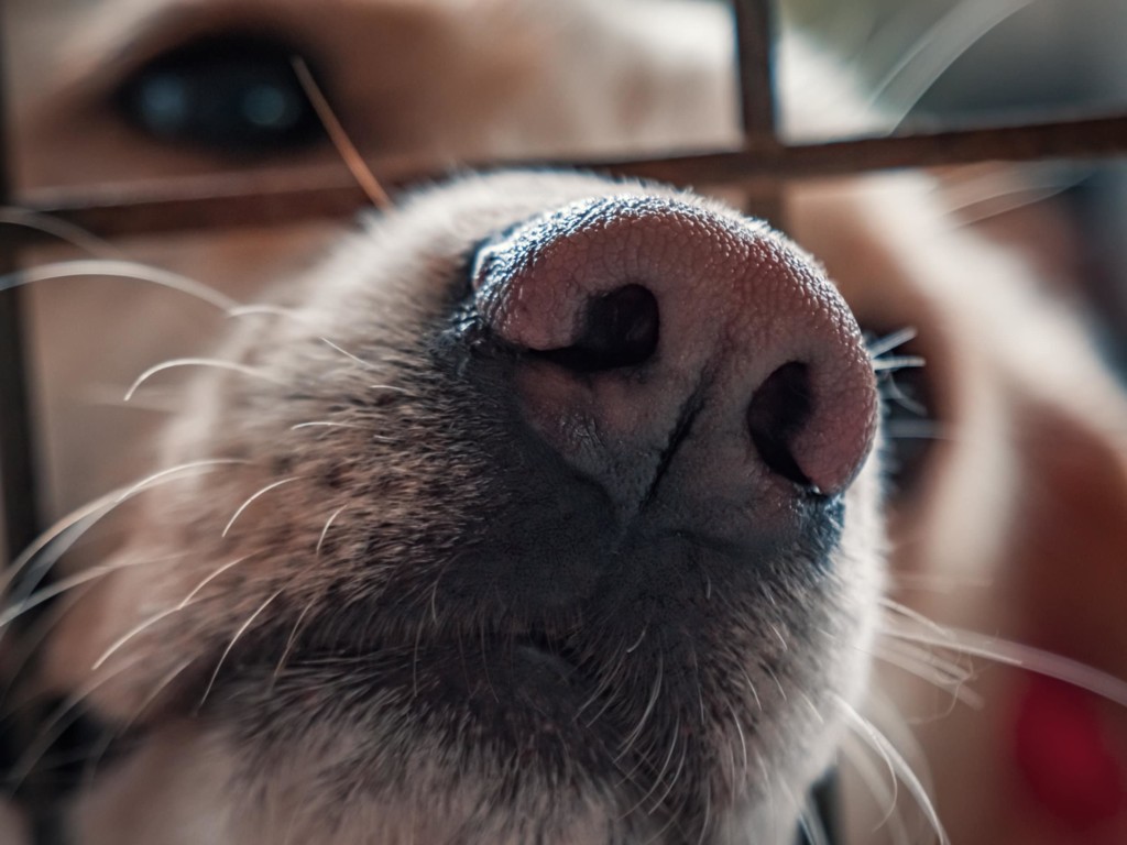 close up of yellow labs nose