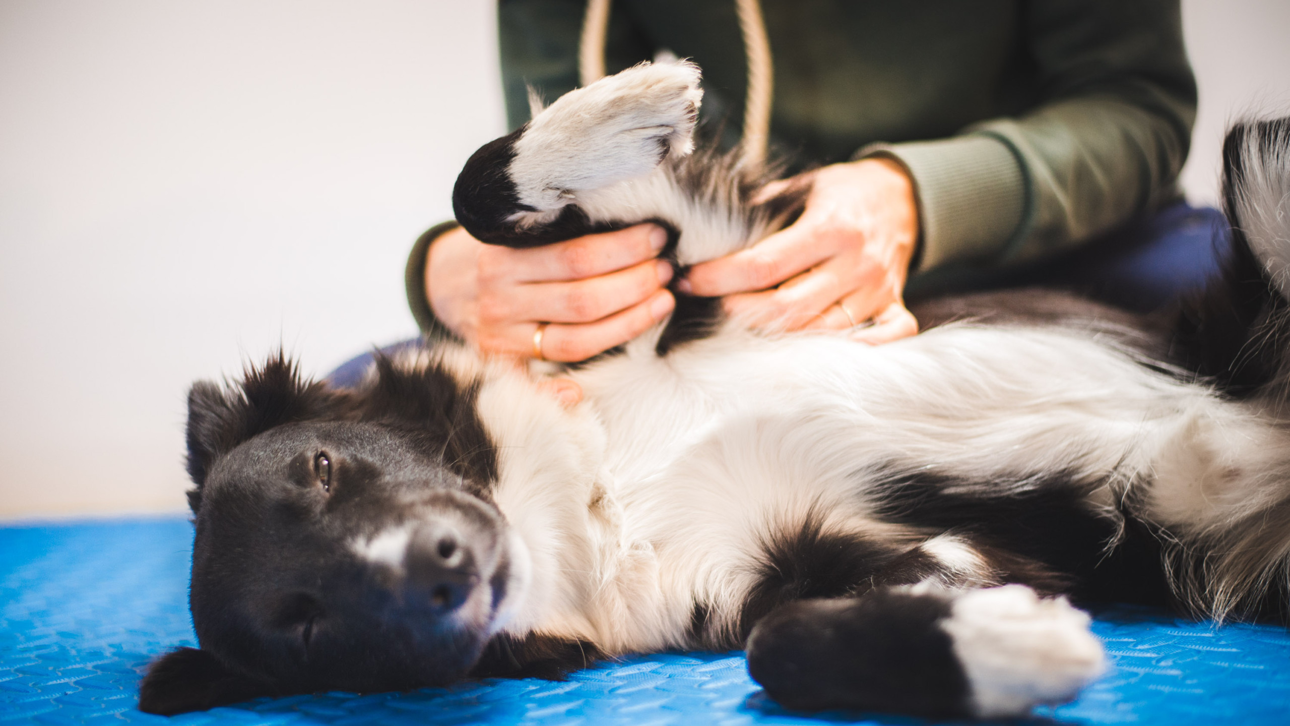 Border collie dog during a massage done by a pet physical therapy