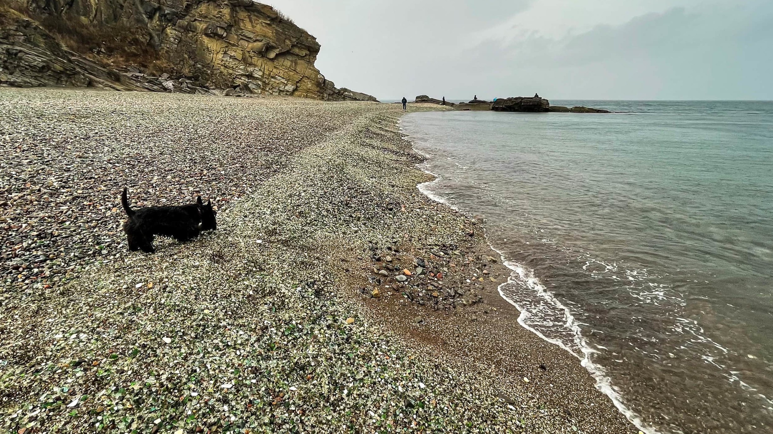 Dog on Glass Beach Fort Bragg