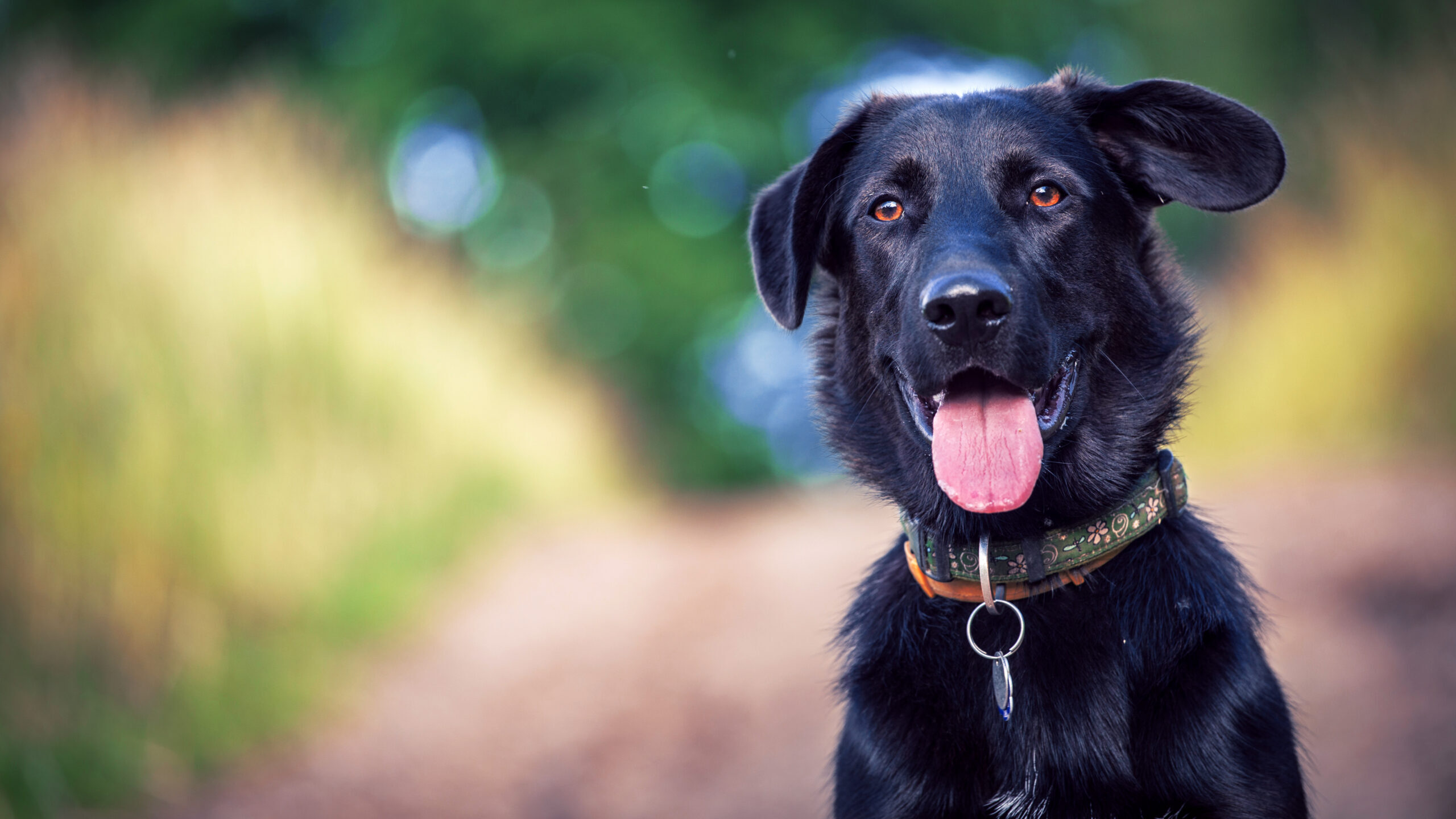 black lab mix sits on trail with tongue out