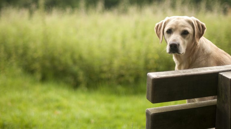 Dog on bench