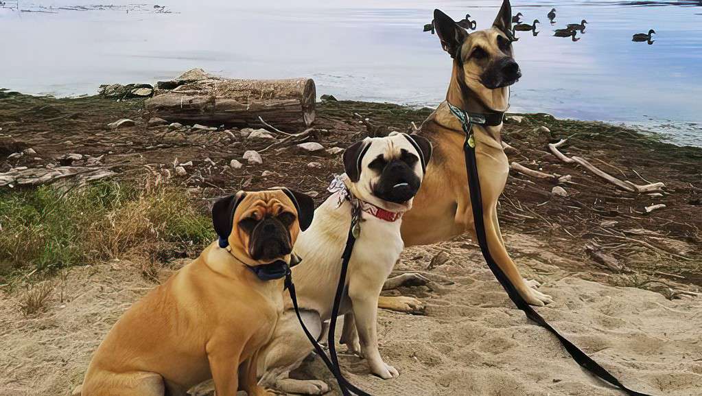 a couple of dogs sitting on top of a sandy beach.