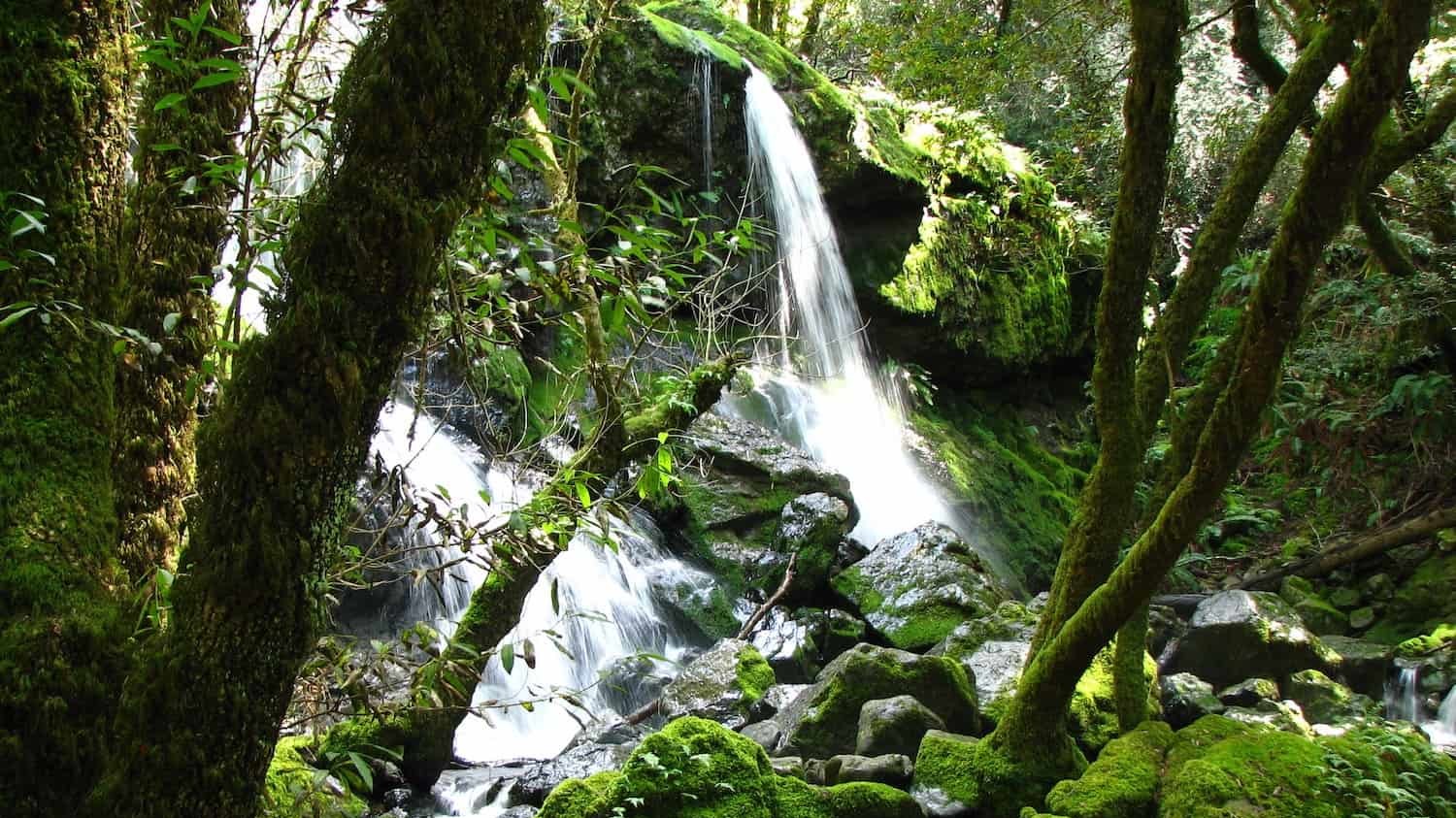 verdant green forest with waterfall