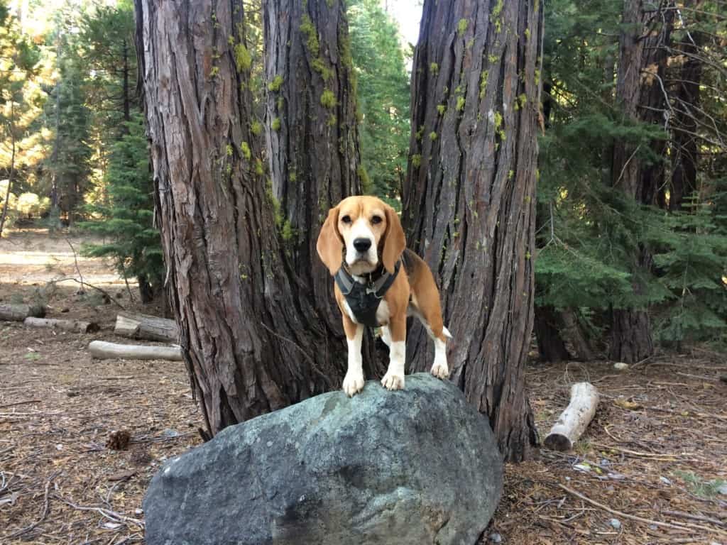 beagle on rock in front of trees