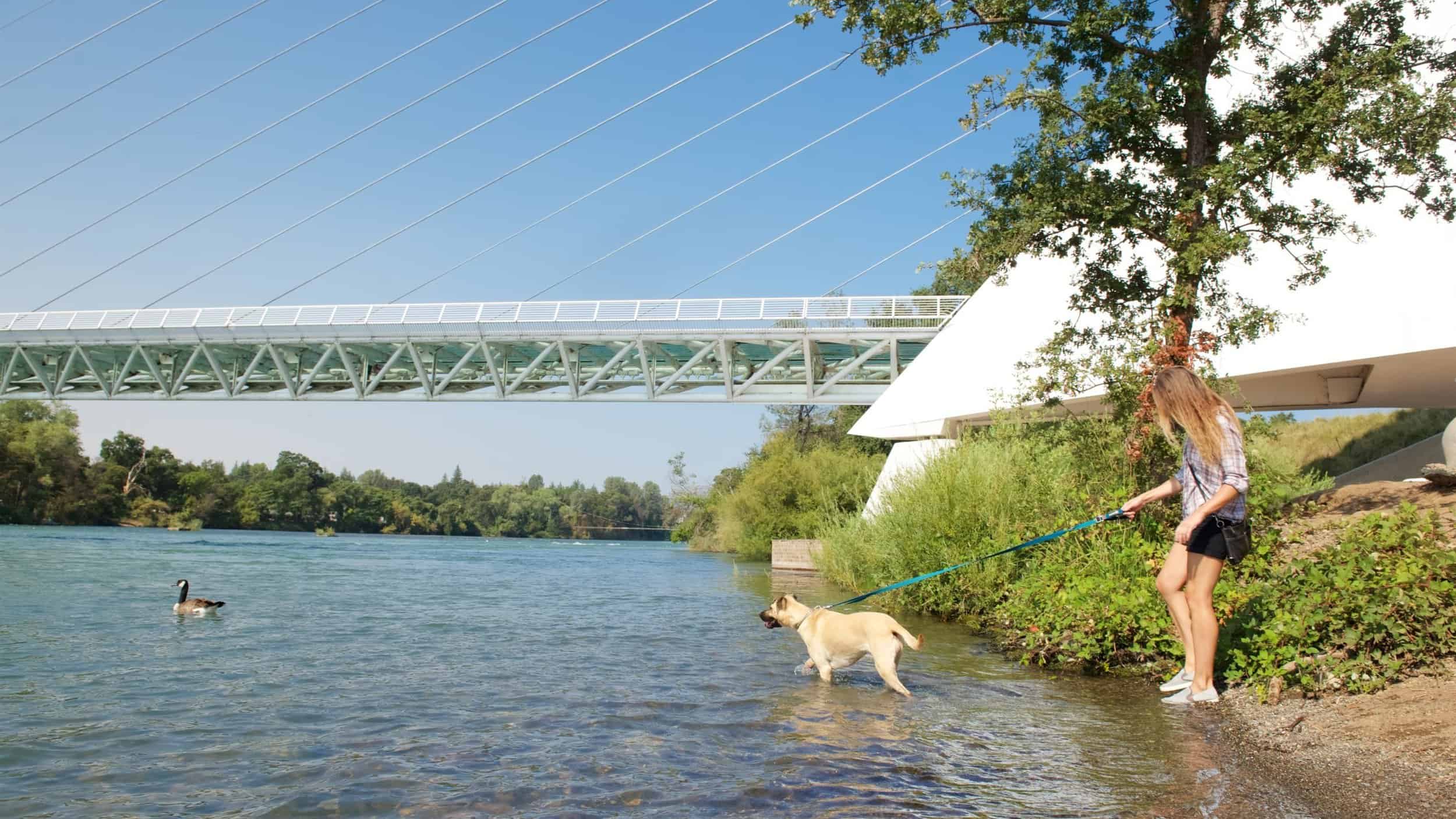 Dog watching geese at Sundial bridge