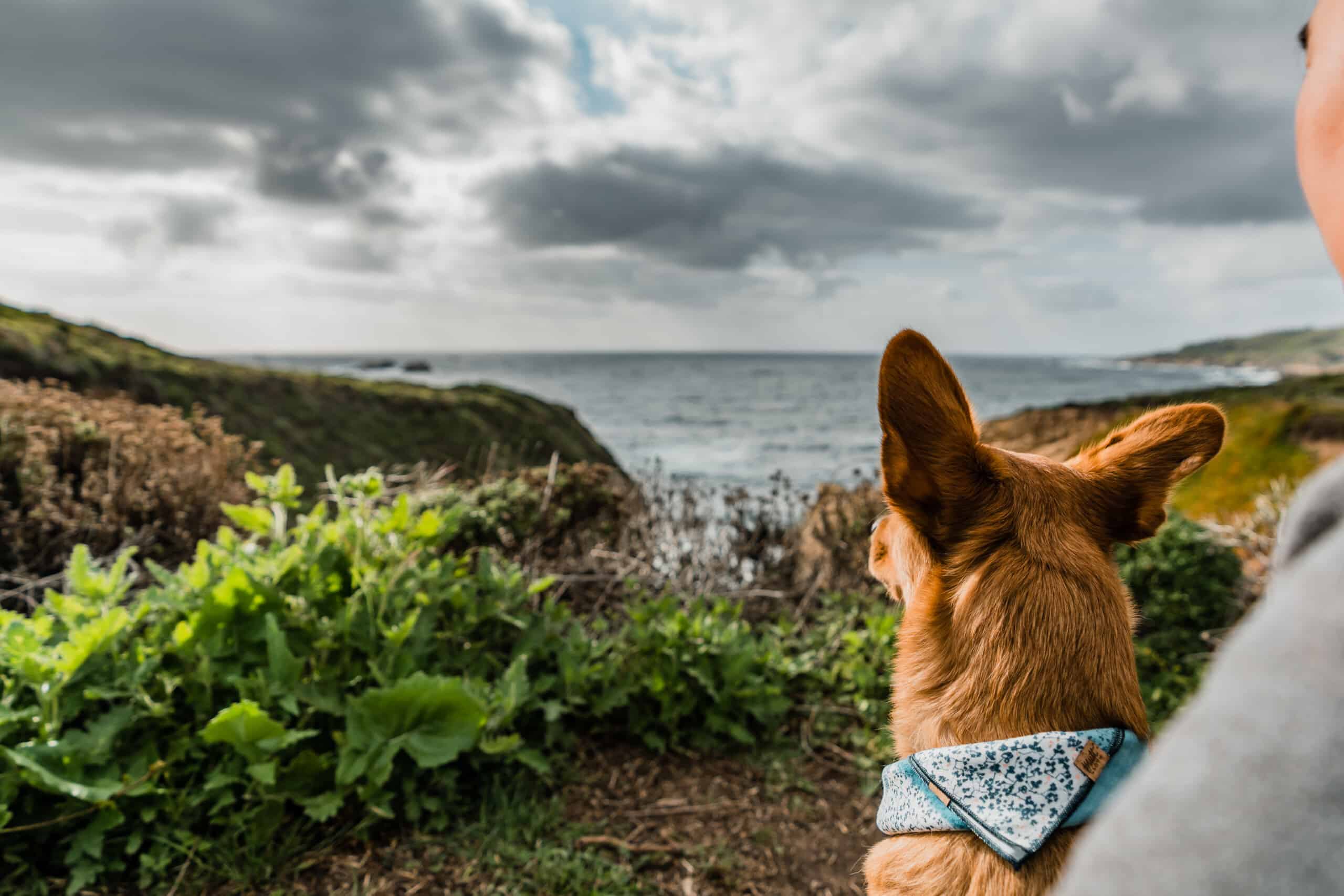 Dog at Big Sur beacj