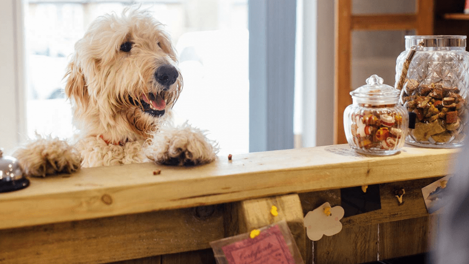 Dog at a counter in Concord