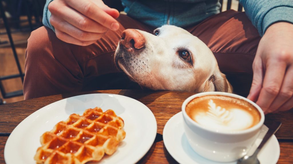 Dog on breakfast restaurant patio