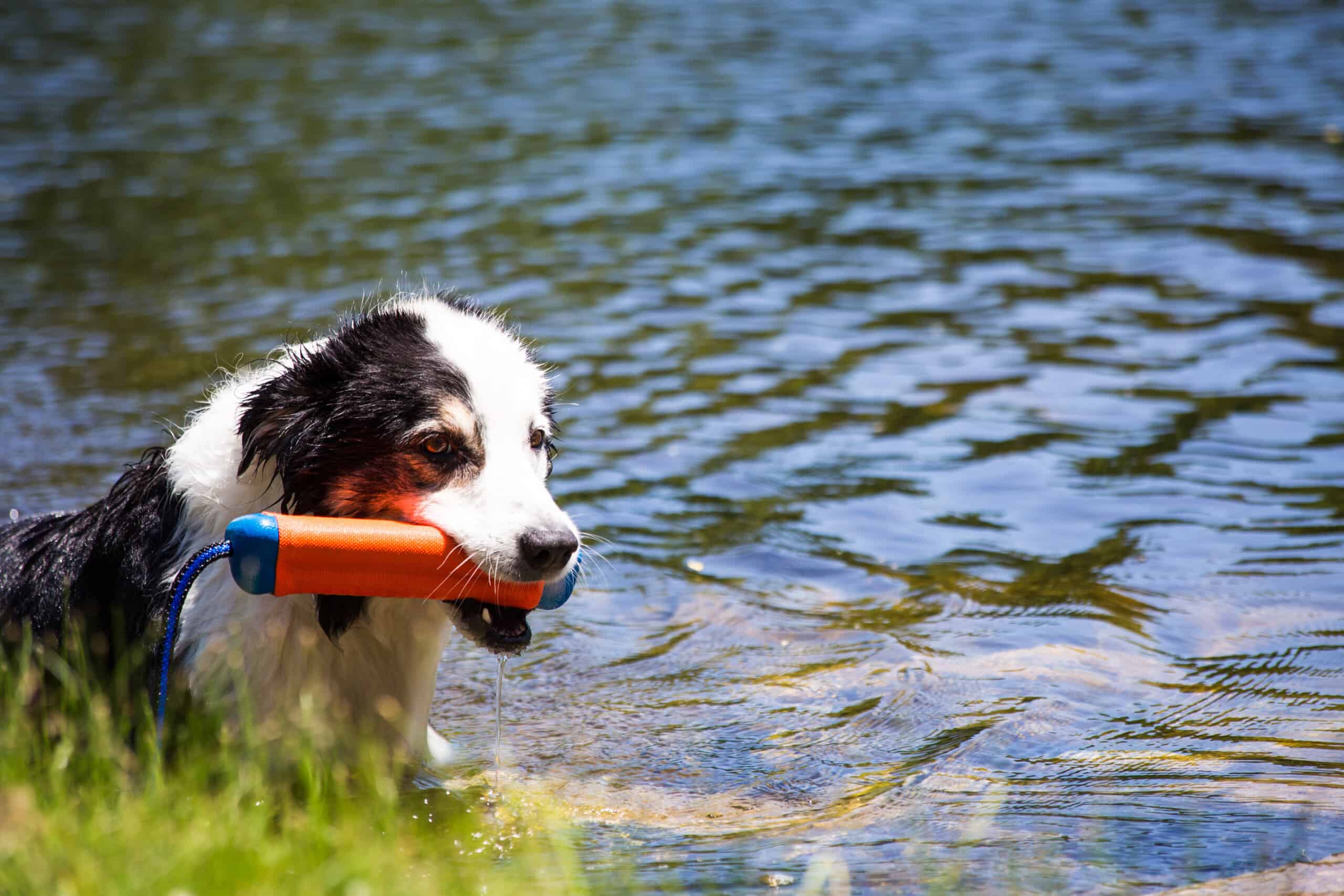 Dog with dog toy at lake