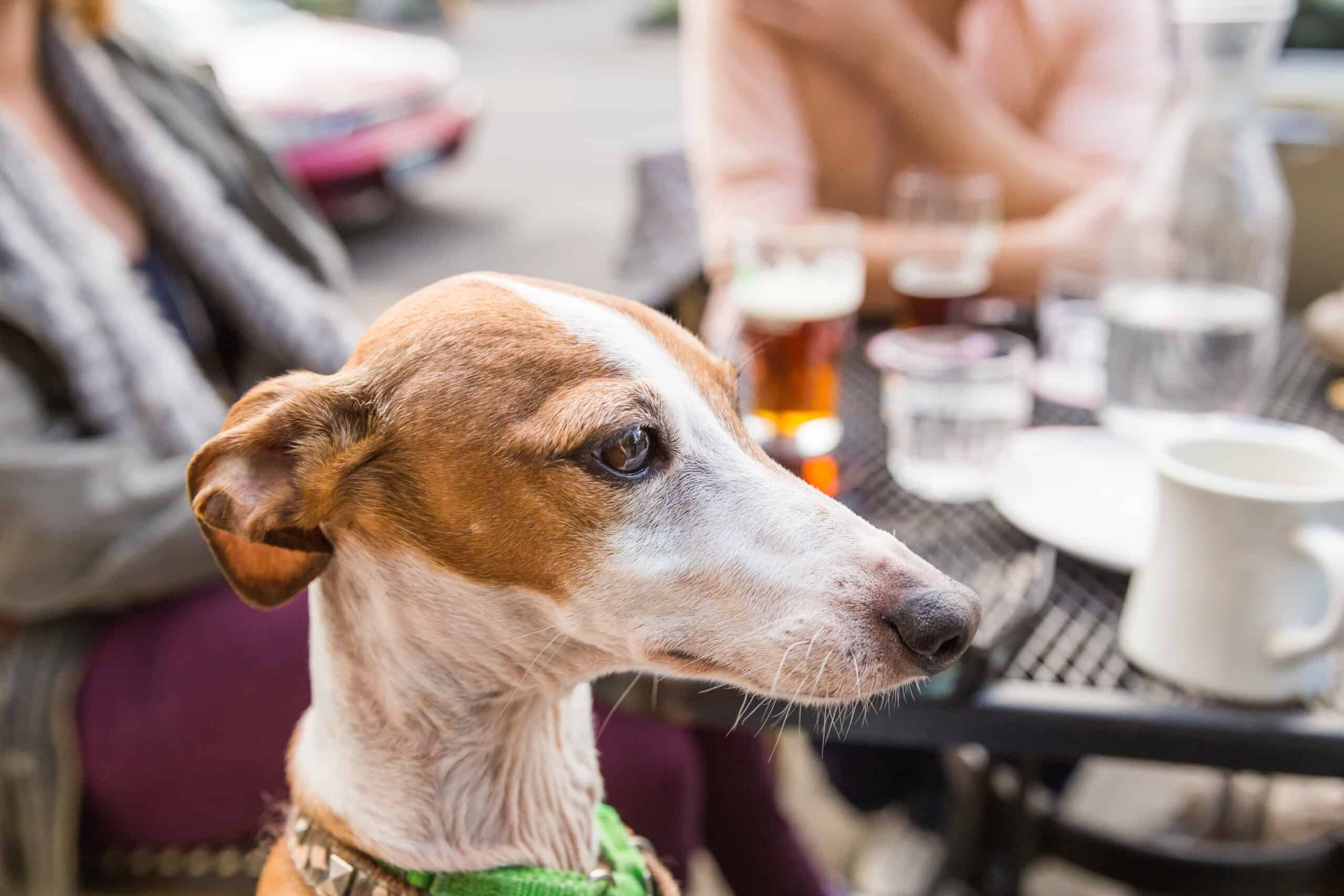 Greyhound at table with people