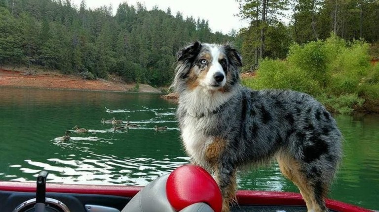 Dog with ducks