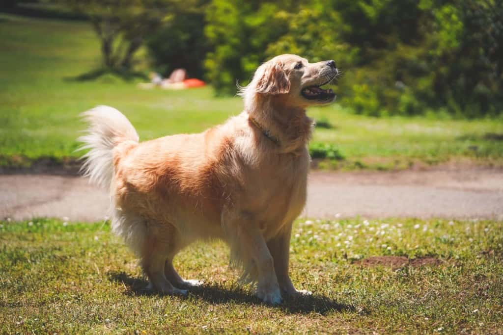 Golden Retriever in Golden Gate Park, San Francisco