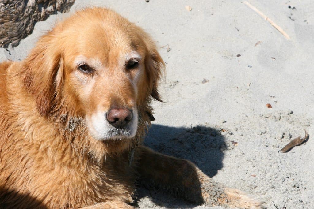 Golden retriever on Mendocino county beach