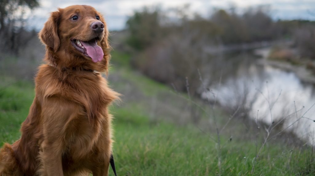 Golden retriever by the River