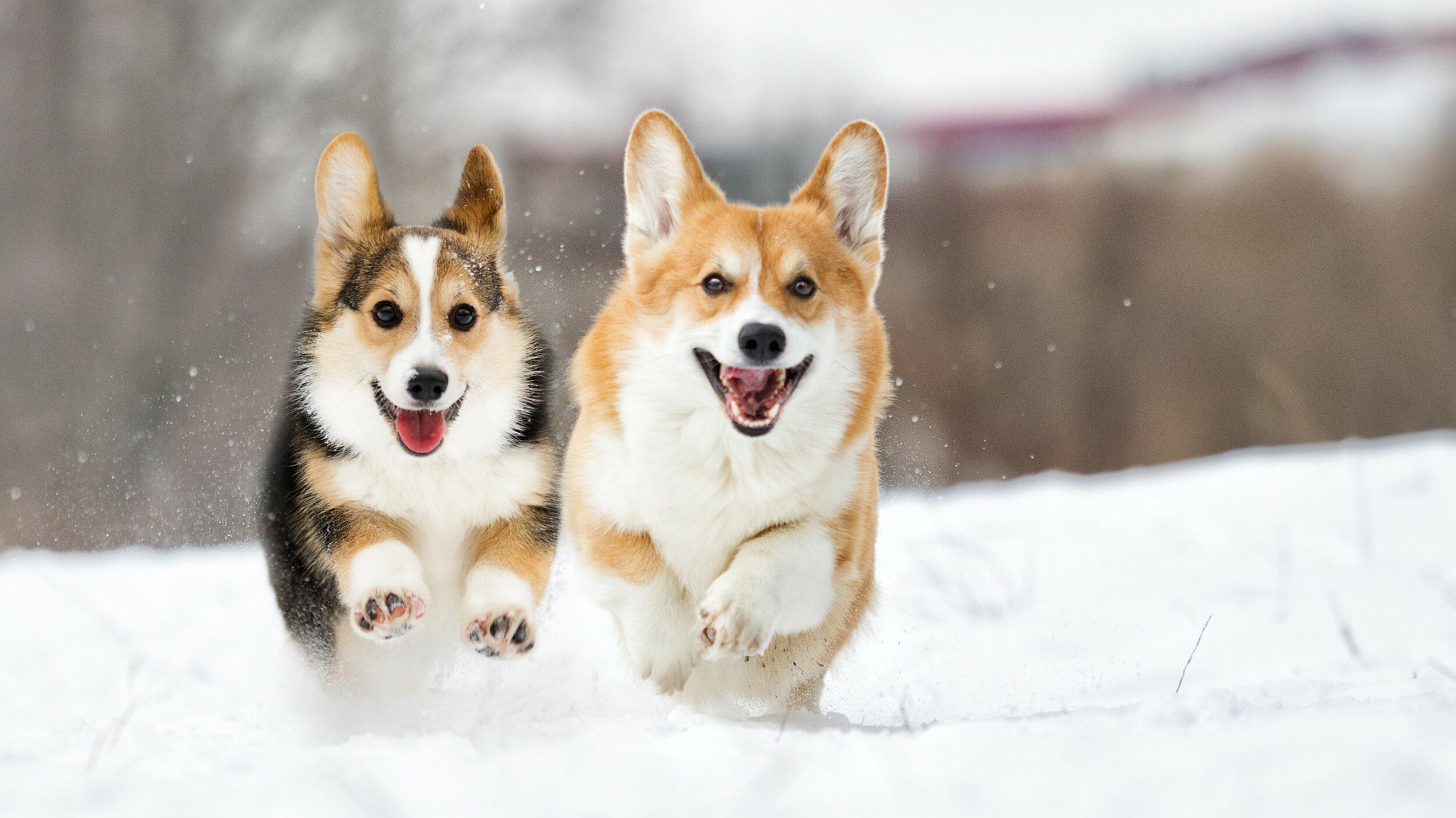 welsh corgi dog running outdoors in the snow