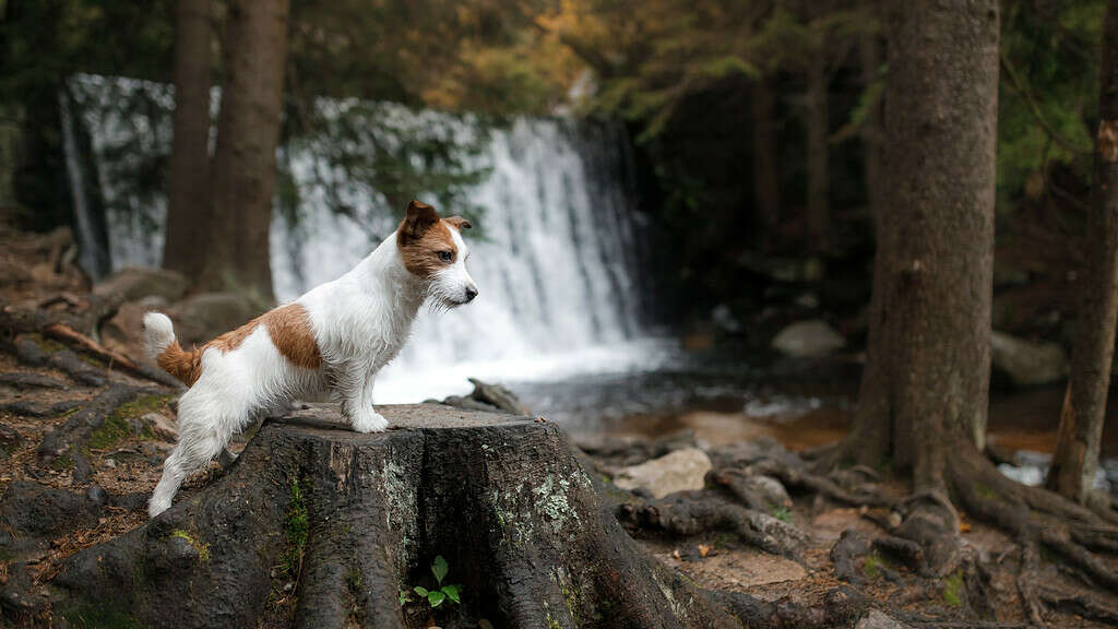 Jack Russell terriier by waterfall in Redding