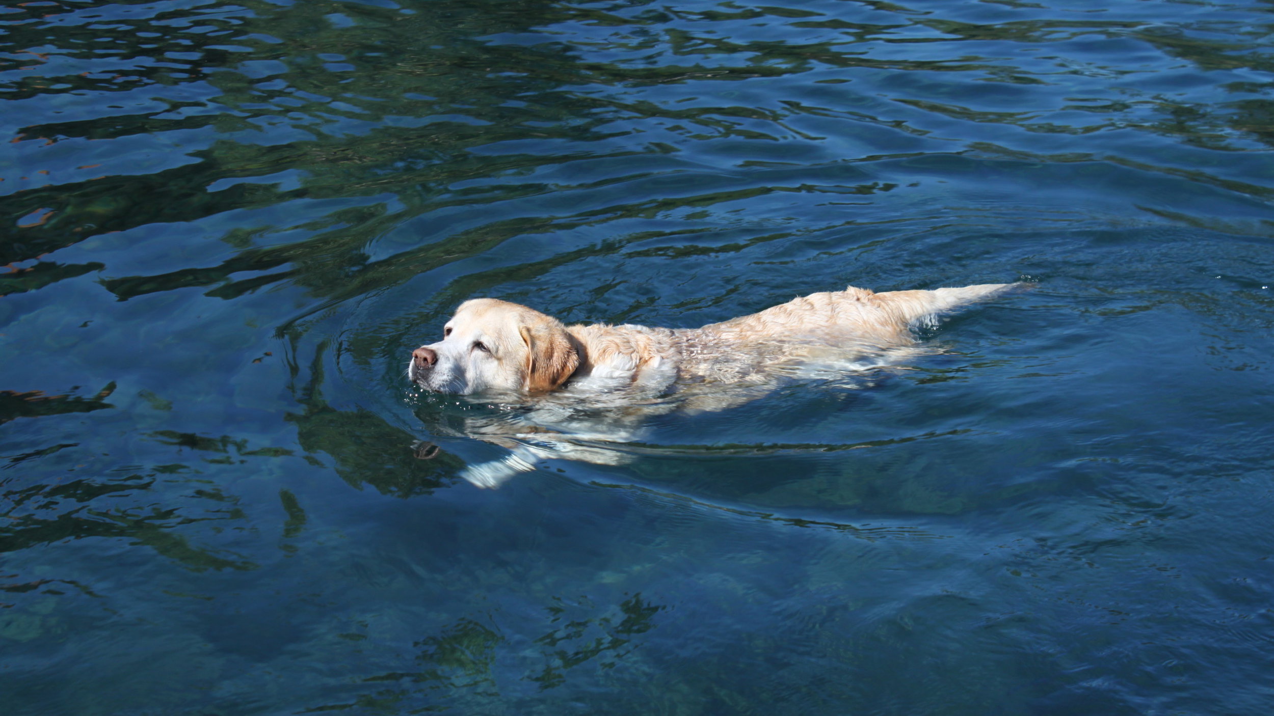 yellow lab swims in lake