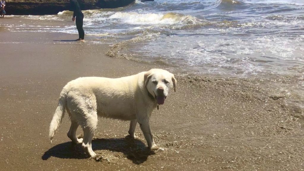 Maya heads into the surf at Sunny Cove Beach. Photo by Dave Kendrick.