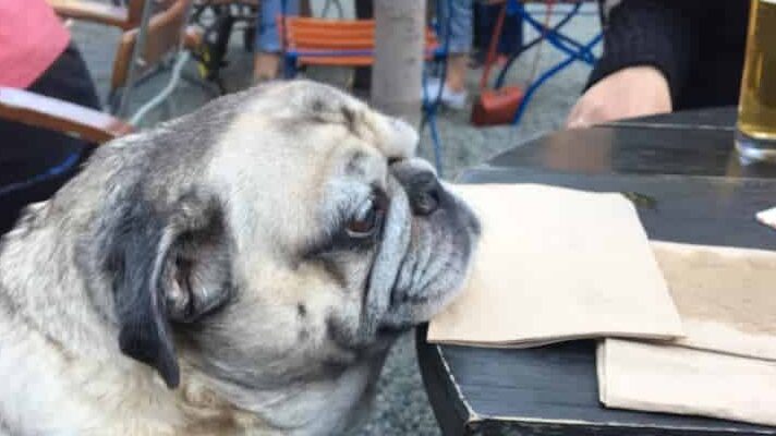 a dog sitting at a table.