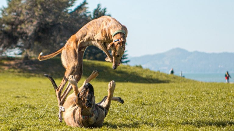 Dogs at Point Isabel