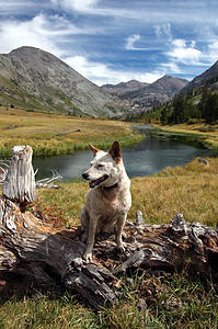 Red heeler dog on logs