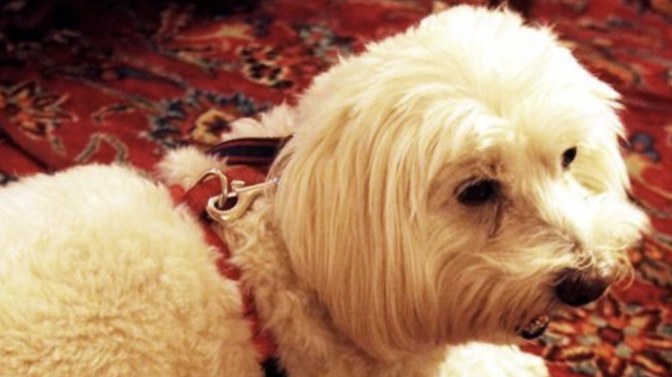 White dog on rug at Stanford Inn.