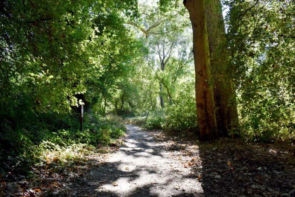 Zayante and Meadow Trail in Henry Cowell Redwoods State Park 