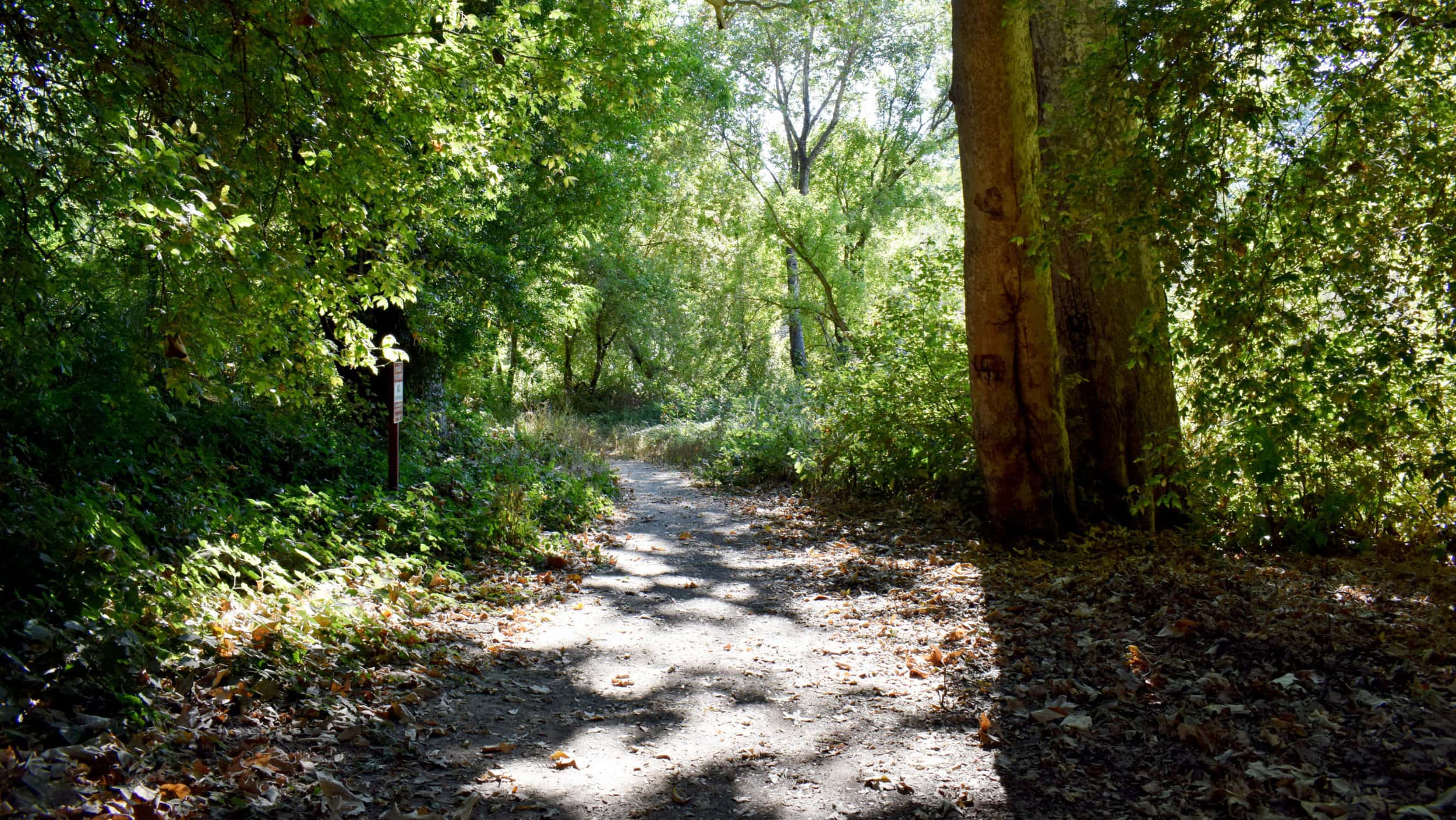 Zayante and Meadow Trail in Henry Cowell Redwoods State Park 