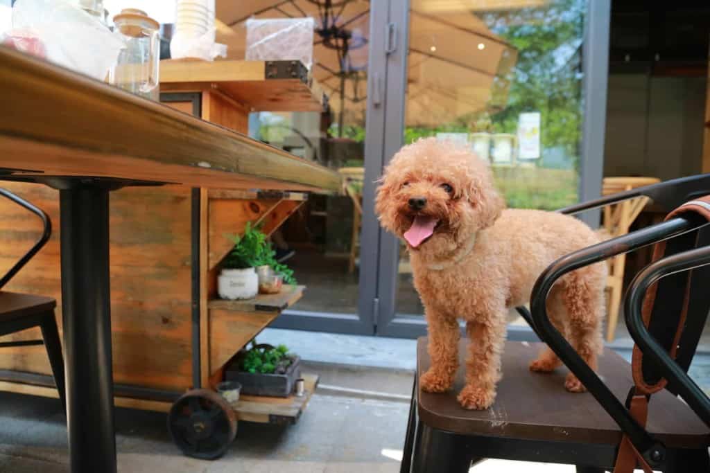 dog standing on chair in front of table on restaurant patio