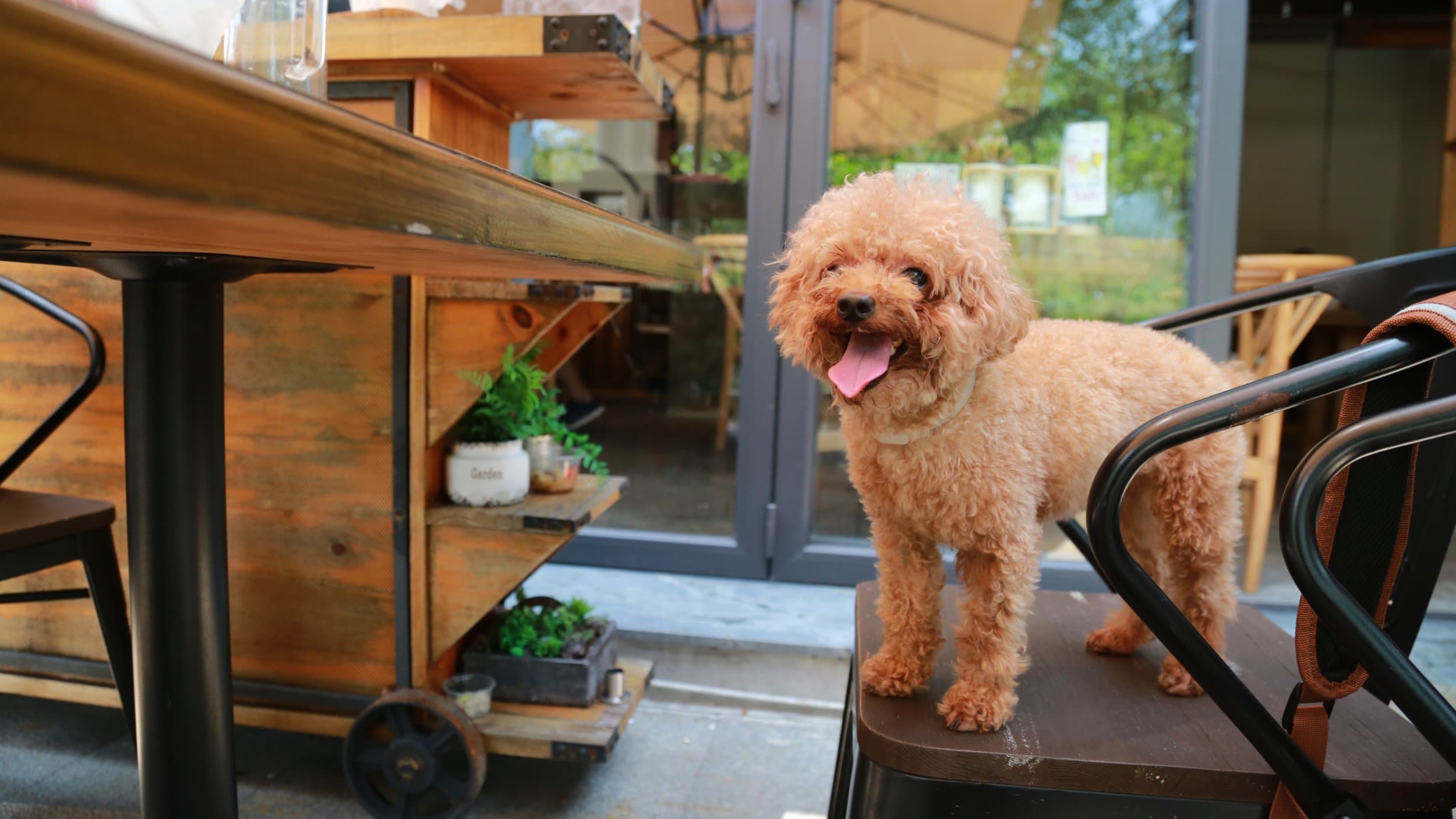 poodle mix on chair outside restaurant