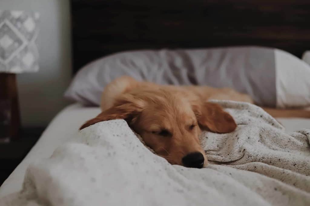 golden retriever asleep in bed