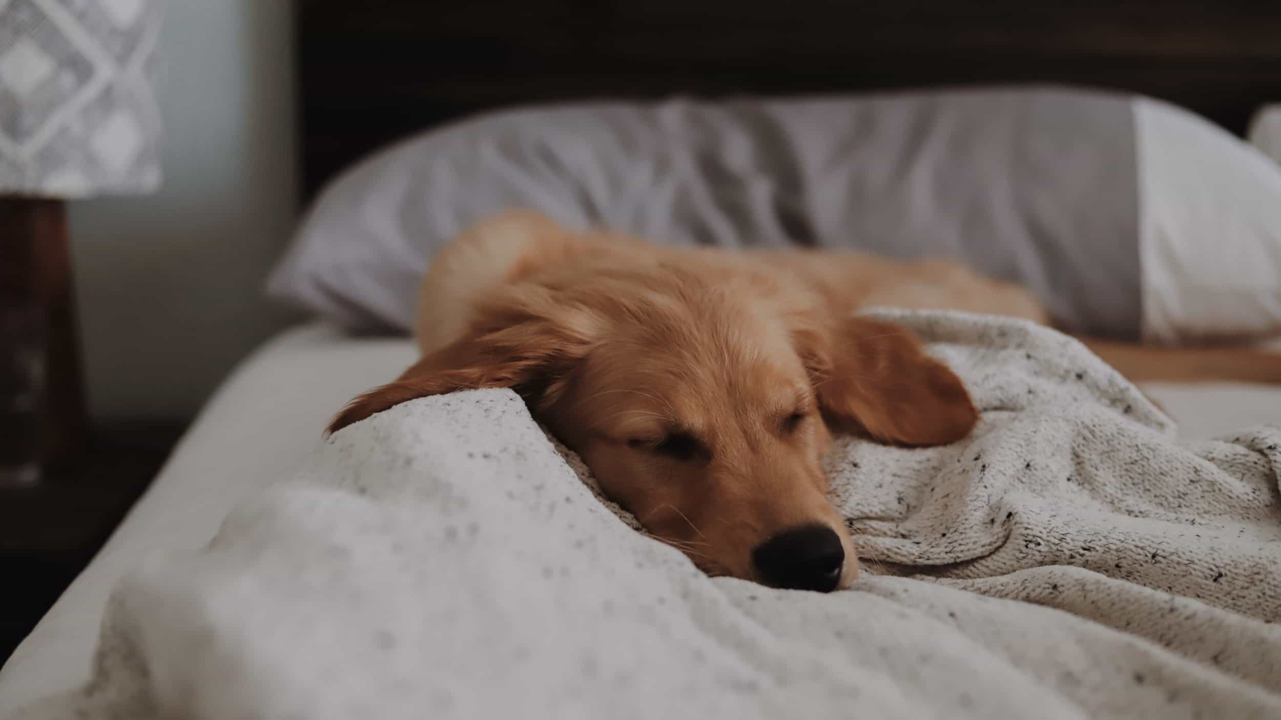 golden retriever asleep in bed