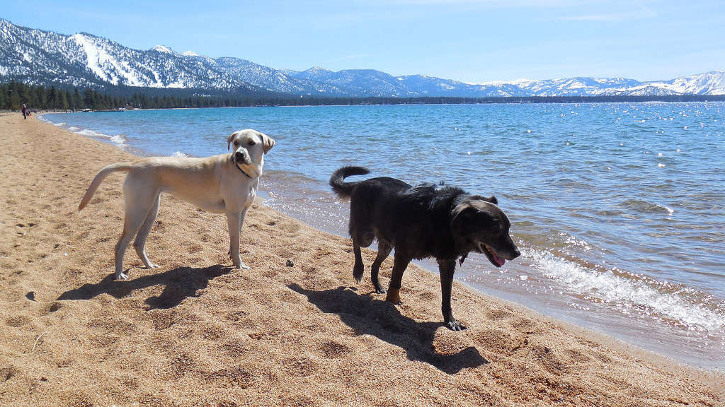 A couple of dogs standing on a sandy beach at Lake Tahoe dog beach.