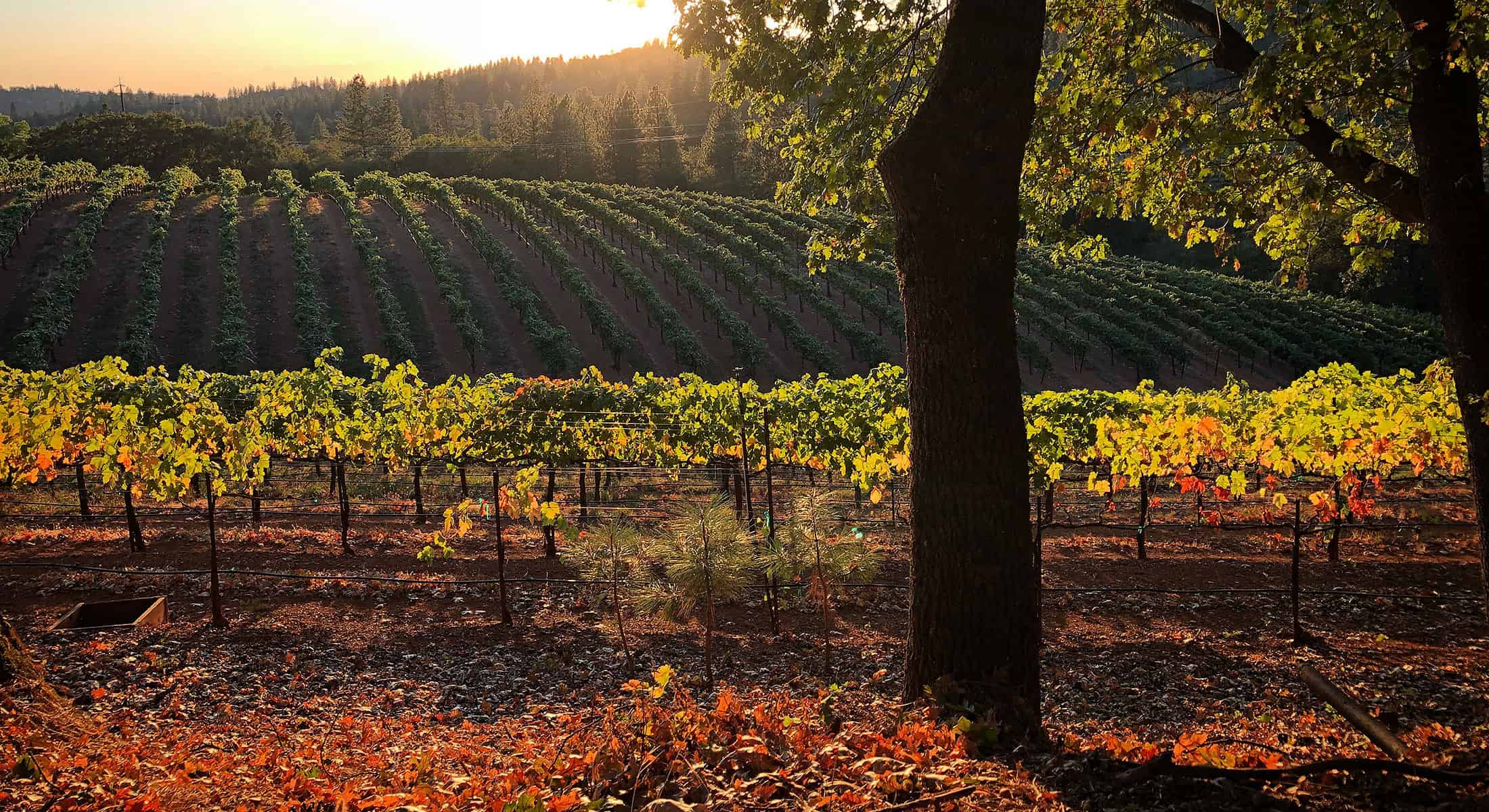 The sun shines through the trees in an apple hill vineyard.