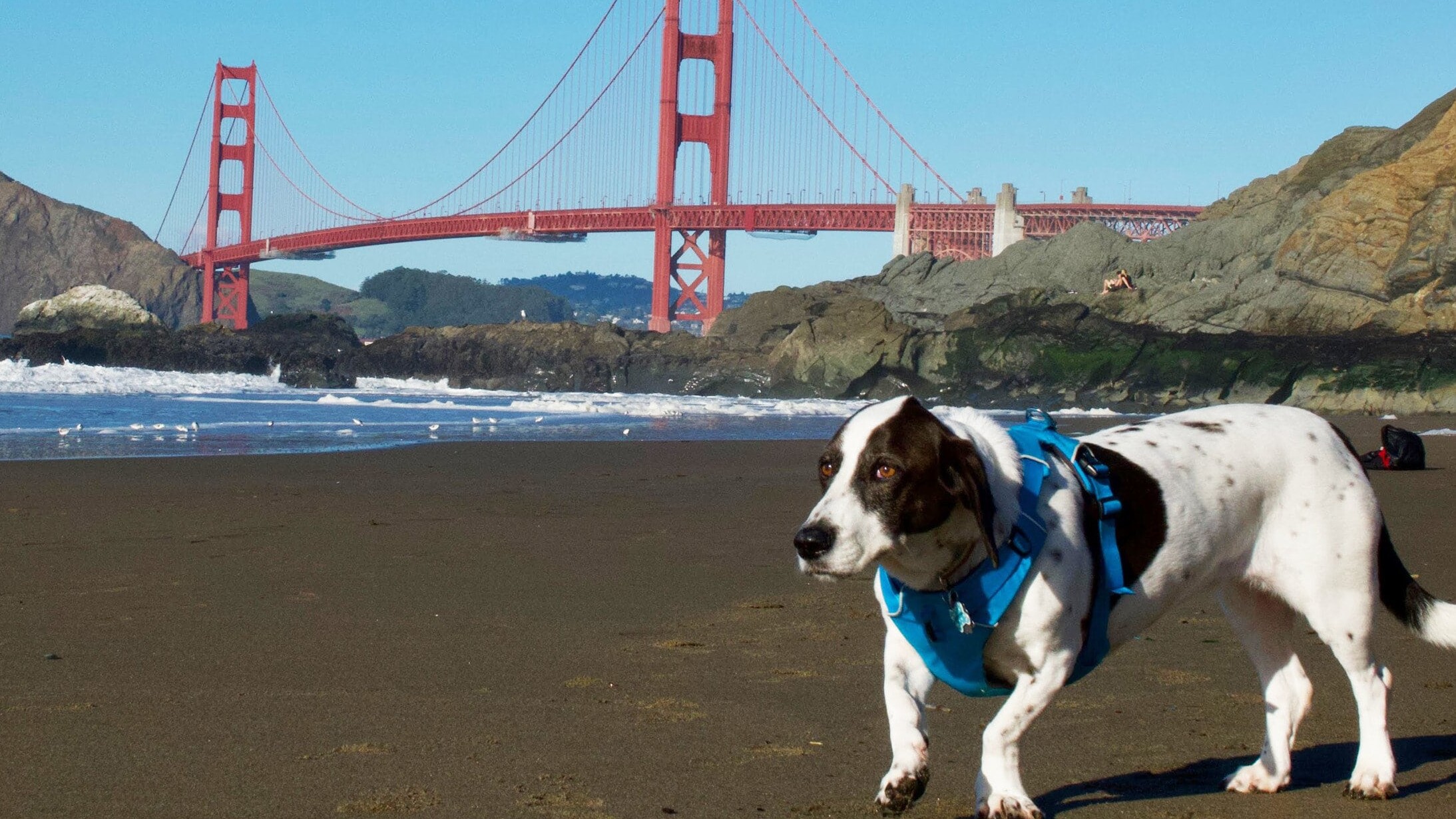 Olive the dog at Baker Beach