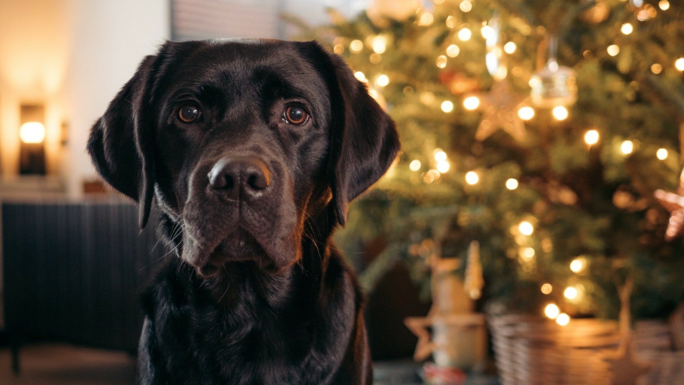 Two dogs looking forward