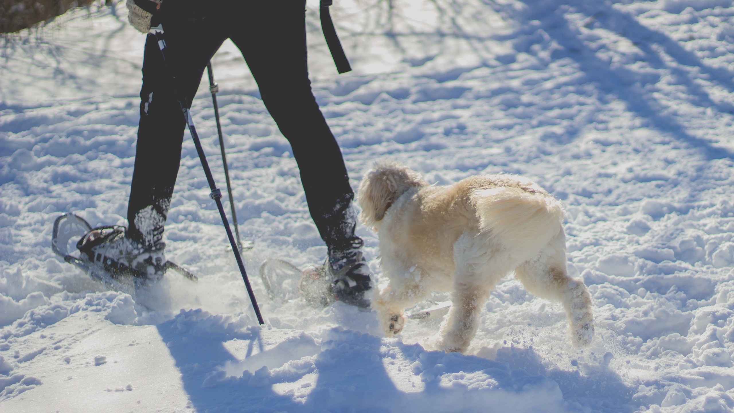 dog follows snowshoer