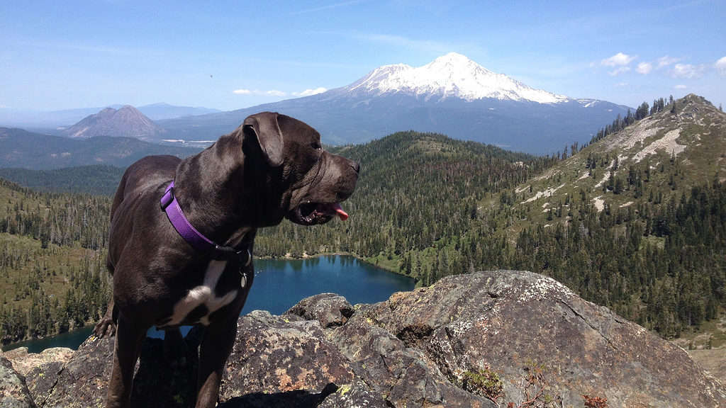 dog with Mount Shasta view