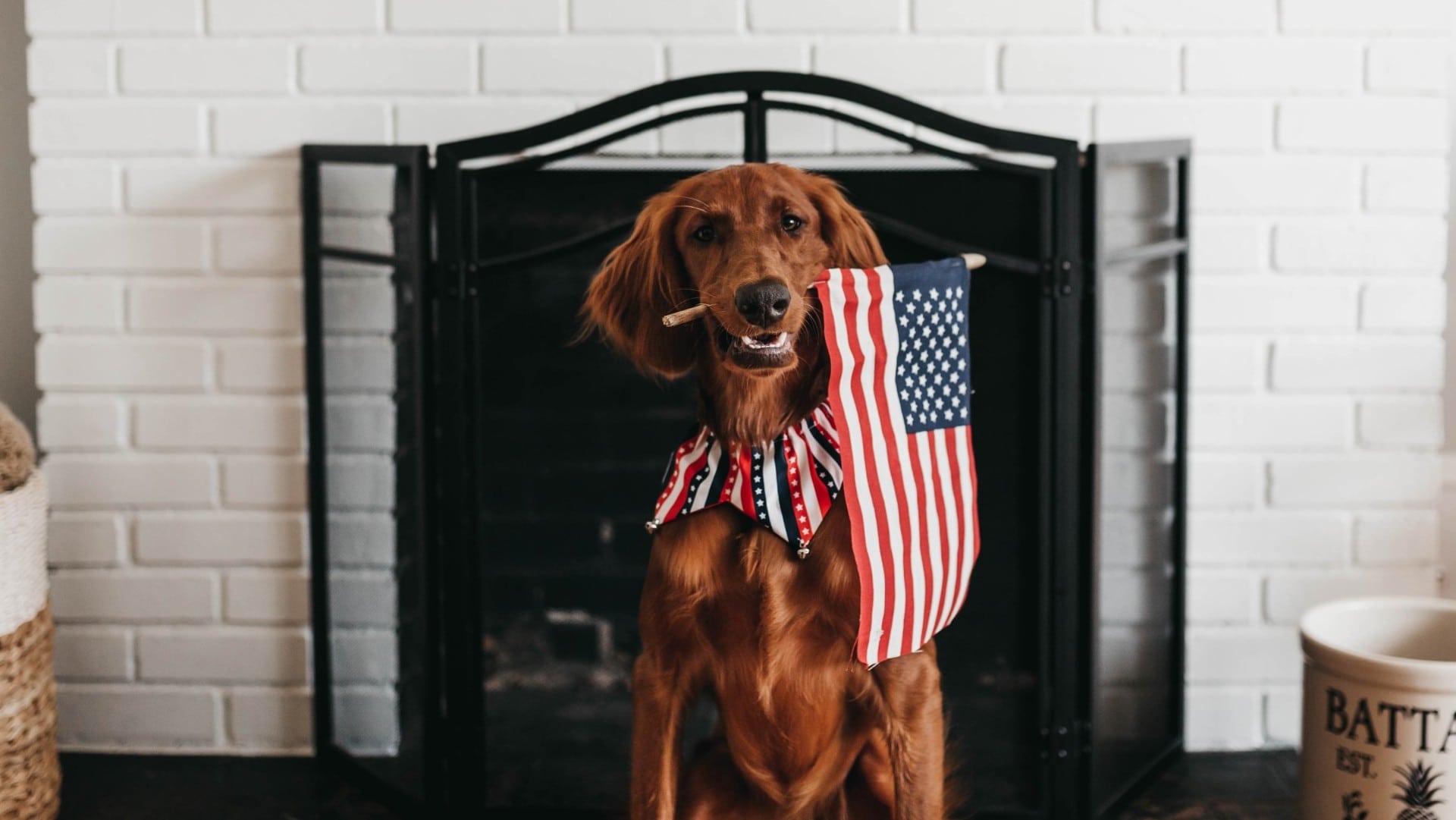 Irish setter holds small American flag in mouth