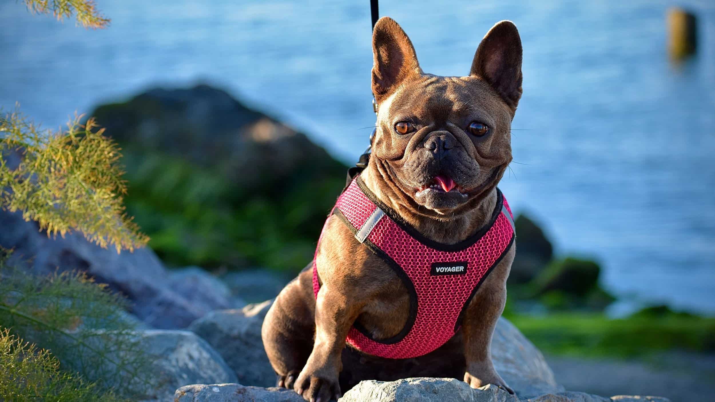 French bulldog on waterfront