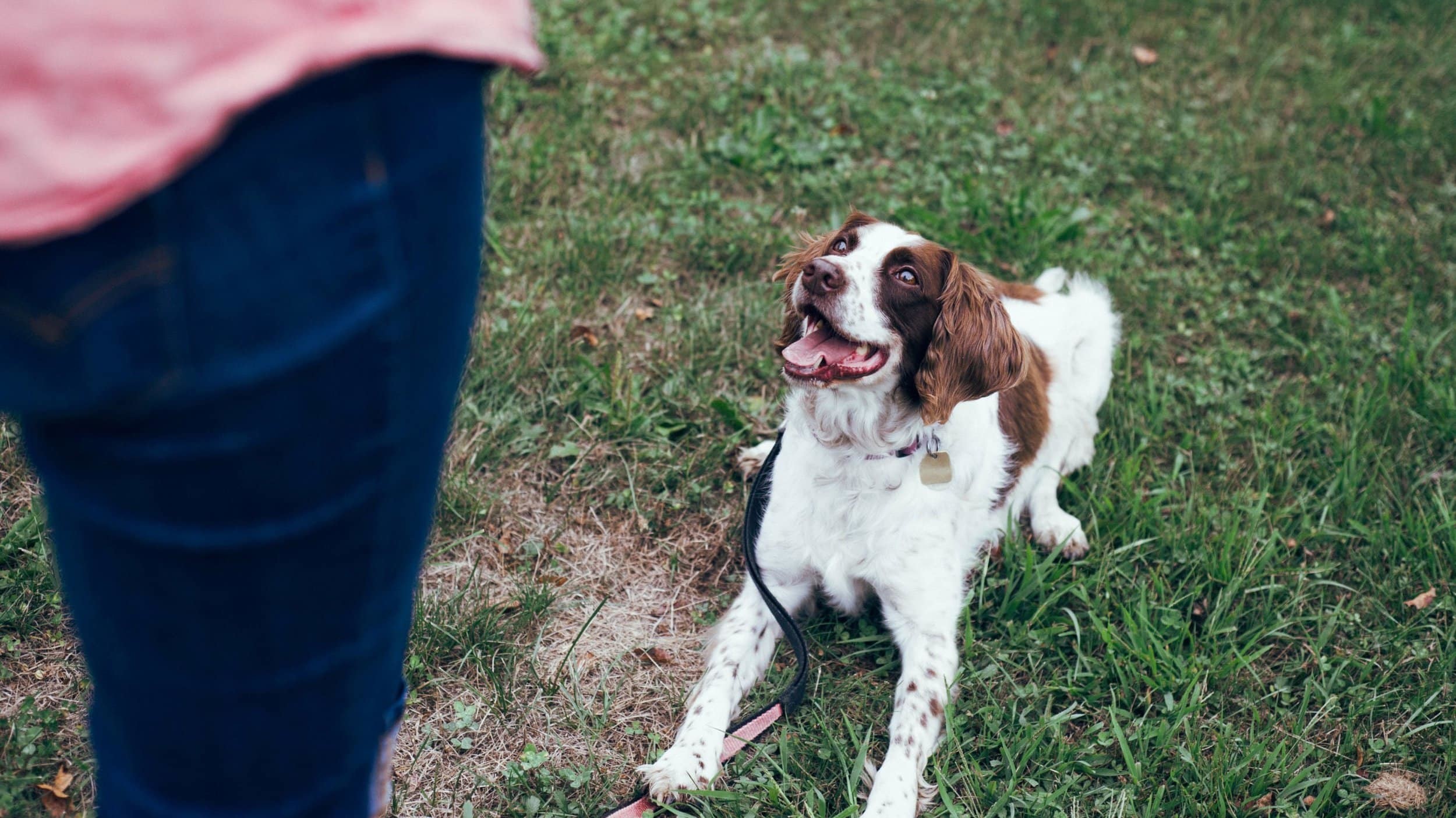 Brown and white dog on leash does "down" command