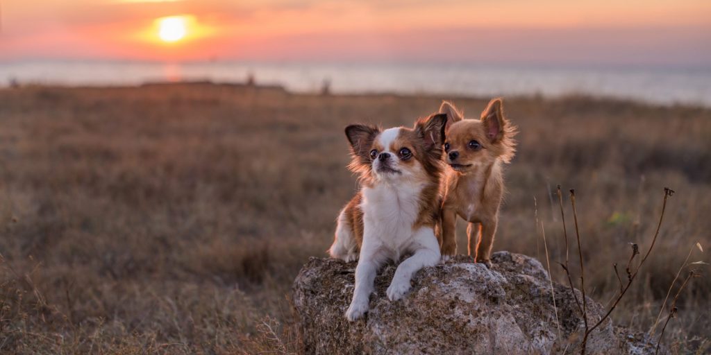 Dogs in the desert