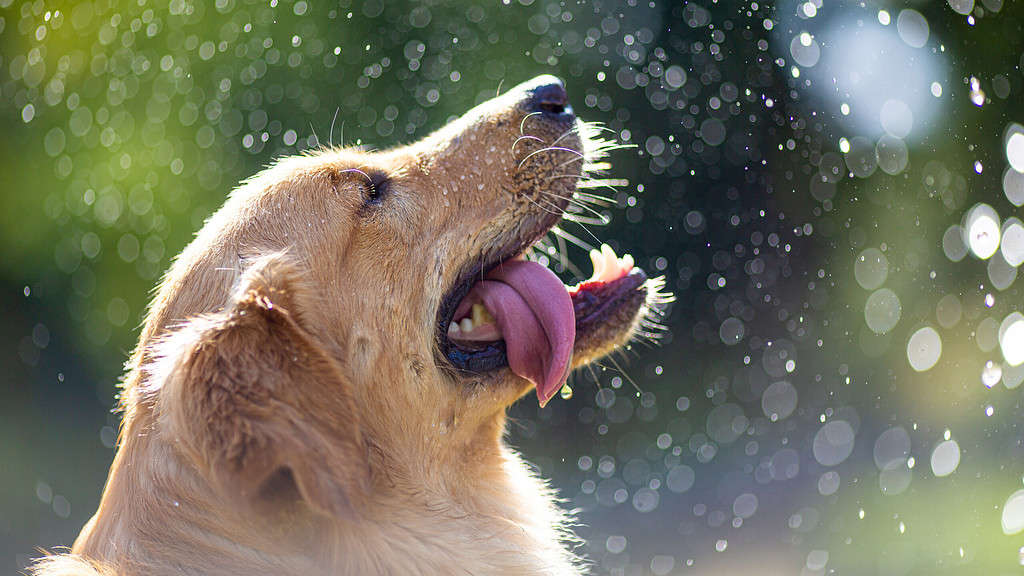 a close up of a dog with its mouth open.